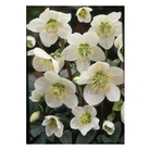 Hellebore Niger Christmas Rose x 3