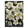 Hellebore Niger Christmas Rose x 3