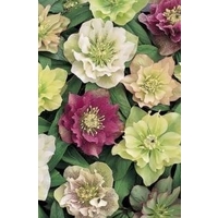 Hellebore Double Queen x 5 plants