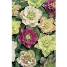 Hellebore Double Queen x 5 plants