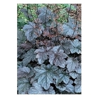 Heuchera Ring of Fire x 5 plants