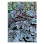Heuchera Ring of Fire x 5 plants