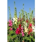 Hollyhock Chater's  Double Mixed x 30 seeds