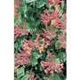 Honeysuckle Serotina x 5 plants