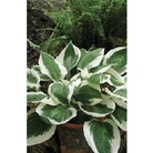 Hosta (Plantain Lily) Patriot x 5 young plants