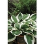 Hosta (Plantain Lily) Patriot x 5 young plants