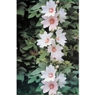 Lavatera Barnsley (Tree Mallow) x 5 plants
