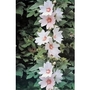 Lavatera Barnsley (Tree Mallow) x 5 plants