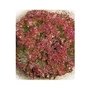 Lettuce Lollo Rosso x 750 seeds