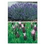 2 Mixed Lavender x 10 plants