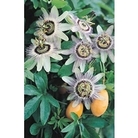 Passionflower Caerula x 5 plants