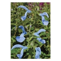 Salvia Patens Cambridge Blue x 5 young plants