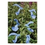 Salvia Patens Cambridge Blue x 5 young plants