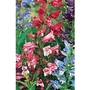 Penstemon Rondo x 10 young plants