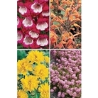 First Year flowering Perennial plant collection