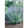 Perovskia Blue Spire x 5 plants