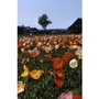 Poppy Aurora Borealis Mix x 200 seeds