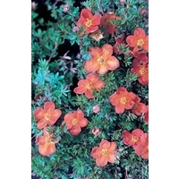 Potentilla Buttercup Shrub x 5 plants