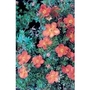Potentilla Buttercup Shrub x 5 plants