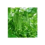 Dwarf Runner Bean Enorma x 30 seeds