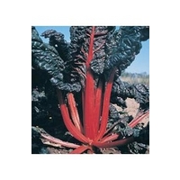 Chard Rhubarb Vulcan x 125 seeds