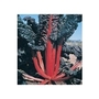Chard Rhubarb Vulcan x 125 seeds