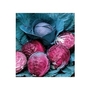 Red Cabbage Rodeo x 50 seeds