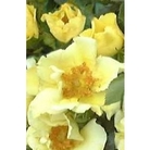 Rose La Bamba x 5 young plants