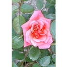 Patio Rose The Holt x 5 plants