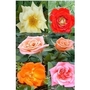 Patio & Climbing Rose Pack Mixed x 5 plants