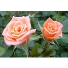 Patio Climbing Rose Niceday x 5 plants