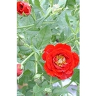 Patio Rose Peter Pan x 5 plants