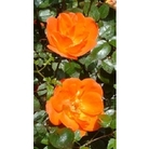 Patio Climbing Rose Warm Welcome x 5 plants
