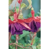 Giant Fuchsia Royal Velvet x 5 plants +5 FREE!