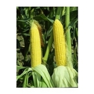 Sweet Corn Siesta Sweet Sensation x 50 seeds
