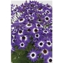 Senetti Bi Colour Blue x 5 plants