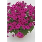Senetti Magenta x 5 plants
