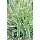 Spider Plant x 5 plants