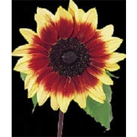 Sunflower Magic Roundabout x 50 seeds