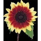 Sunflower Magic Roundabout x 50 seeds