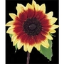 Sunflower Magic Roundabout x 50 seeds