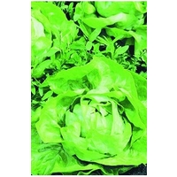 Lettuce  Butterhead Diana  x 1250 seeds