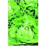 Lettuce Sunny Butterhead x 1250 seeds
