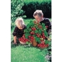 Tomato Minibel - great for kids