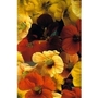 Tropaeolum Tip Top x 50 seeds