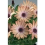 Osteospermum Copper x 5 young plants