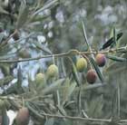 olive tree