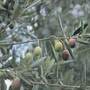 olive tree
