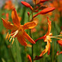 montbretia
