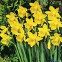 Flower Support Frames (Pair 30cm)  - Gardening Equipment  Plant Supports